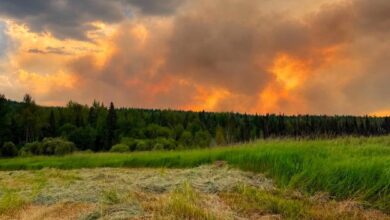 Sunset over a grassy field with a distant tree line and dramatic orange clouds on the horizon, foreground covered in dried hay-dotted grass.